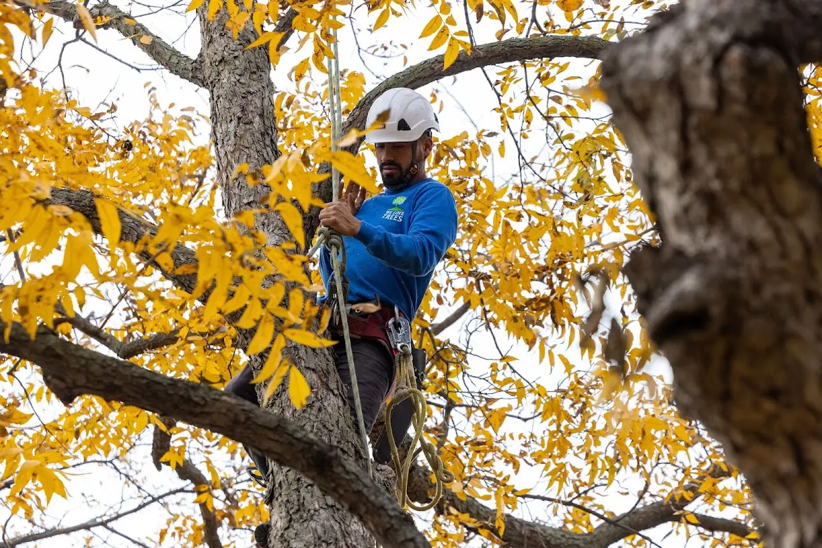 Skilled Tree Trimming crew working in Evans